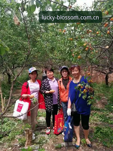 杏运平台安卓版使用技巧详解，新手必看操作指南
